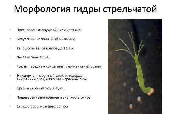 Кракен маркетплейс kraken clear com
